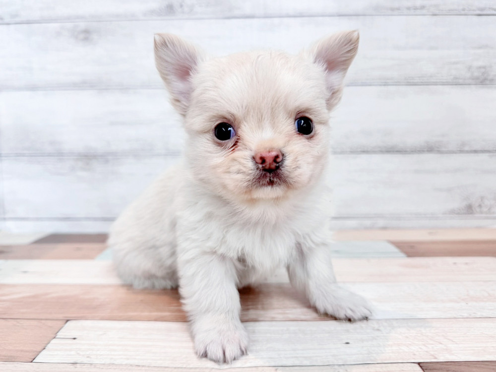 新潟県のチワワ(ロング) (竹内ペット 新潟西店/2025年11月2日生まれ/男の子/クリーム)の子犬の1枚目の画像