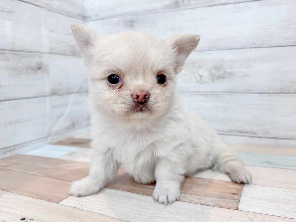 新潟県のチワワ(ロング) (竹内ペット 新潟西店/2025年11月2日生まれ/男の子/クリーム)の子犬の2枚目の画像