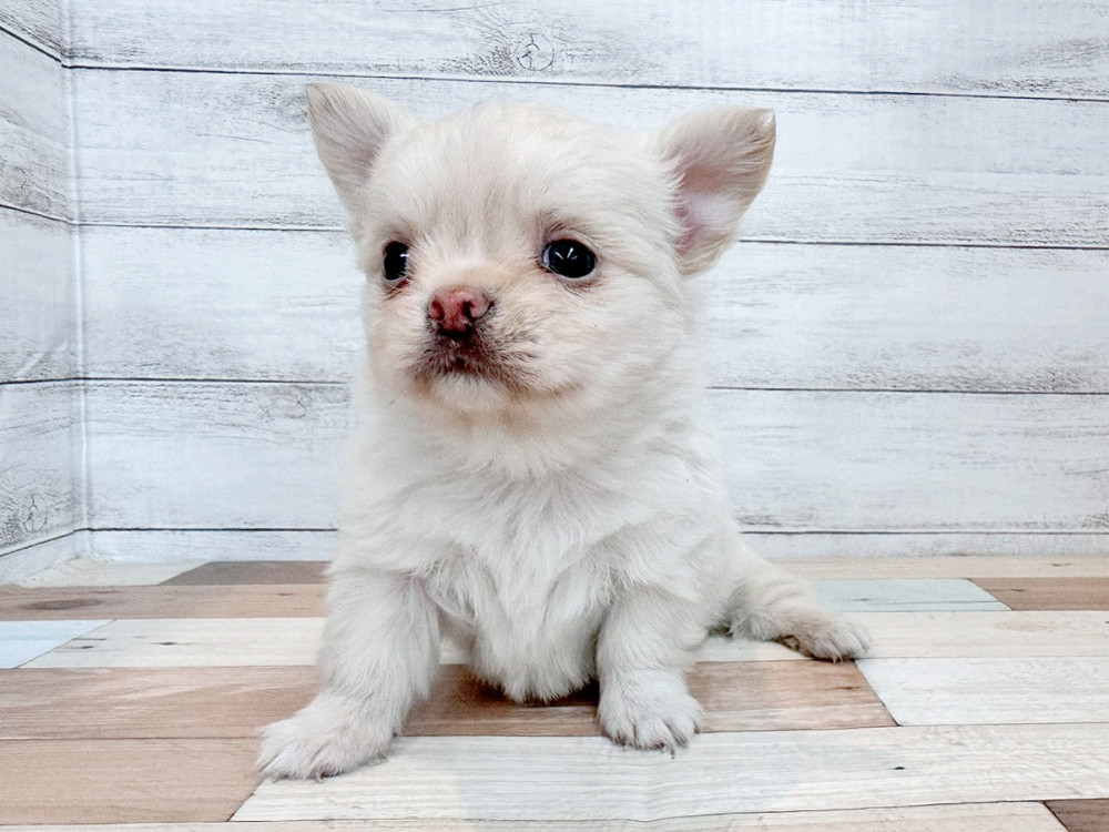 新潟県のチワワ(ロング) (竹内ペット 新潟西店/2025年11月2日生まれ/男の子/クリーム)の子犬の3枚目の画像