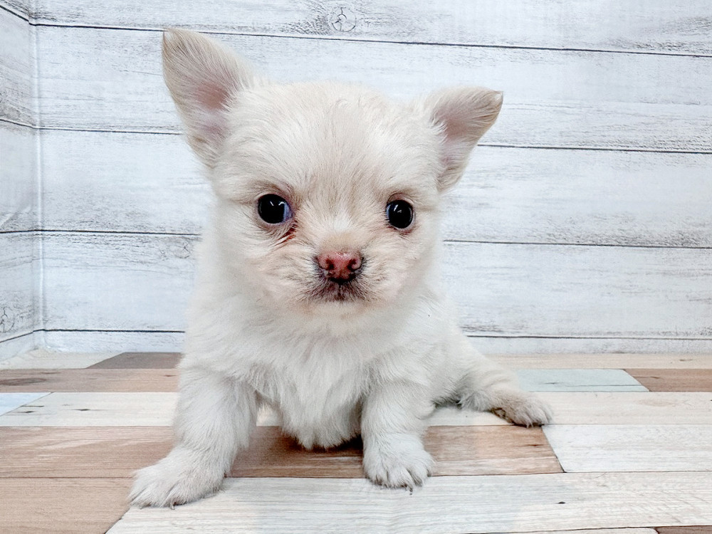 新潟県のチワワ(ロング) (竹内ペット 新潟西店/2025年11月2日生まれ/男の子/クリーム)の子犬の4枚目の画像