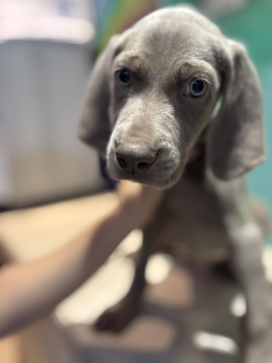 埼玉県のワイマラナー (ペッツスマイル南中野店/2025年8月12日生まれ/男の子/グレー)の子犬の1枚目の画像