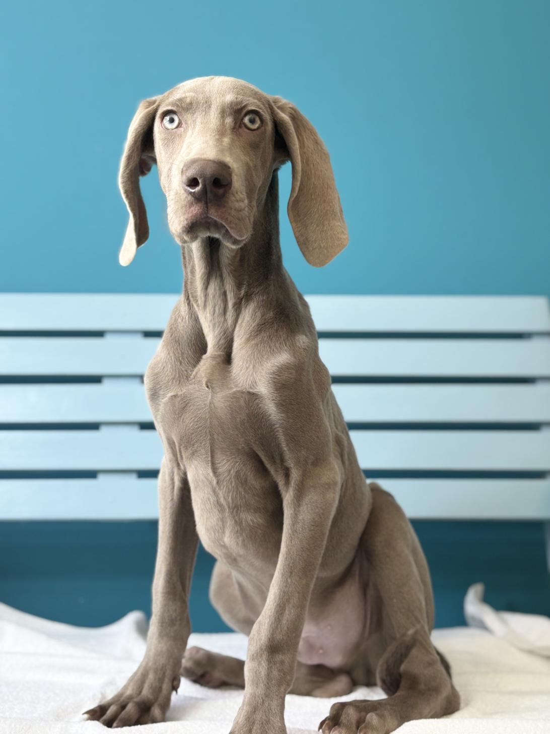 埼玉県のワイマラナー (ペッツスマイル加須インター店/2025年8月12日生まれ/男の子/グレー)の子犬の1枚目の画像