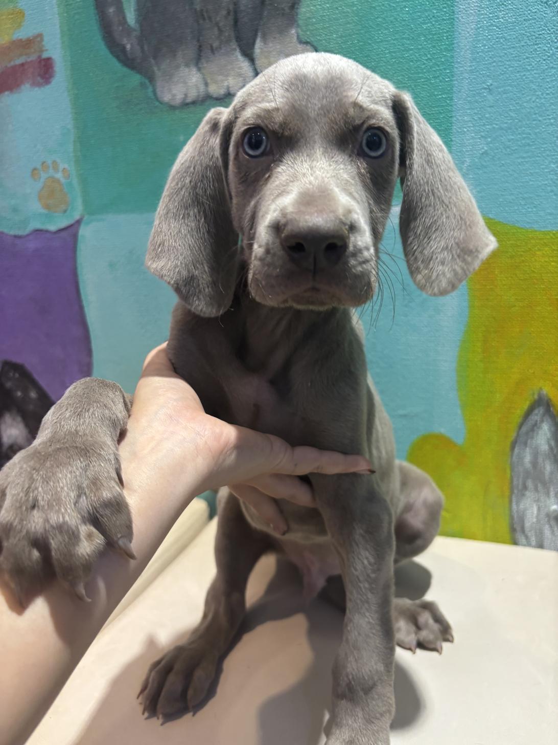 埼玉県のワイマラナー (ペッツスマイル南中野店/2025年8月12日生まれ/男の子/グレー)の子犬の2枚目の画像