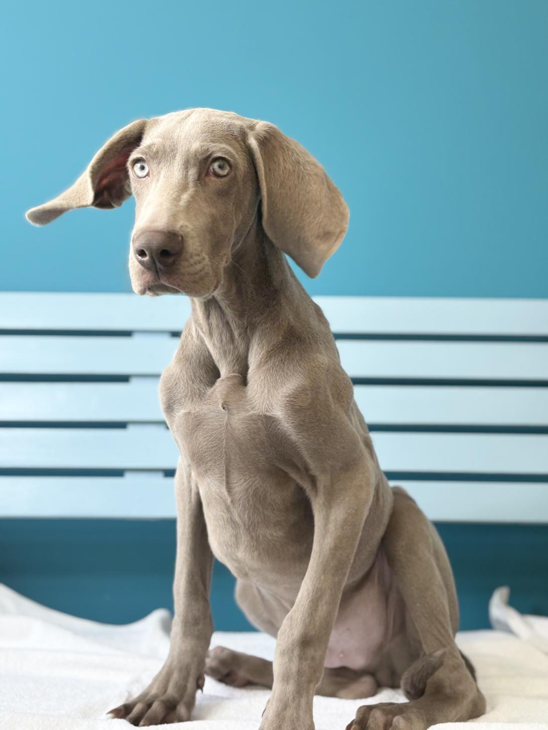 埼玉県のワイマラナー (ペッツスマイル加須インター店/2025年8月12日生まれ/男の子/グレー)の子犬の2枚目の画像