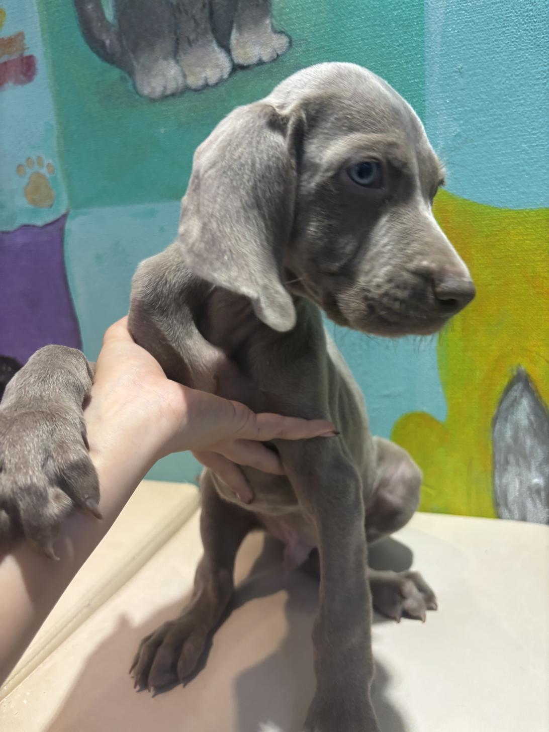 埼玉県のワイマラナー (ペッツスマイル南中野店/2025年8月12日生まれ/男の子/グレー)の子犬の3枚目の画像