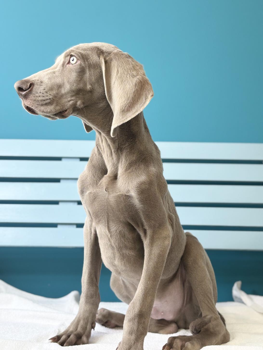 埼玉県のワイマラナー (ペッツスマイル加須インター店/2025年8月12日生まれ/男の子/グレー)の子犬の3枚目の画像