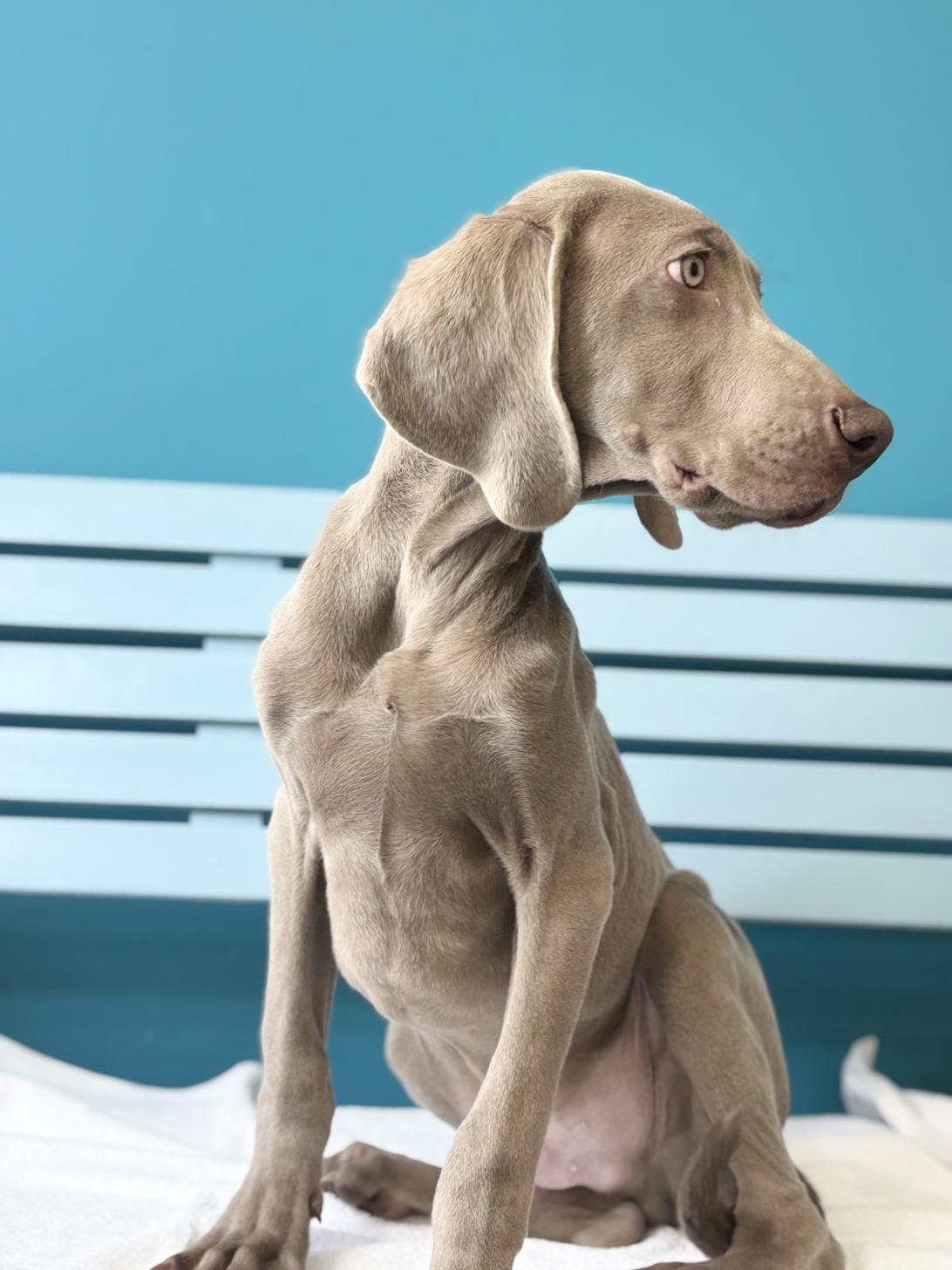 埼玉県のワイマラナー (ペッツスマイル加須インター店/2025年8月12日生まれ/男の子/グレー)の子犬の4枚目の画像