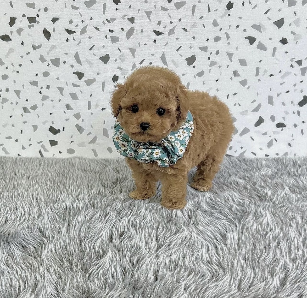 福岡県のトイプードル(タイニー) (ぱぴぷぺっと福岡店/2025年9月19日生まれ/男の子/レッド)の子犬