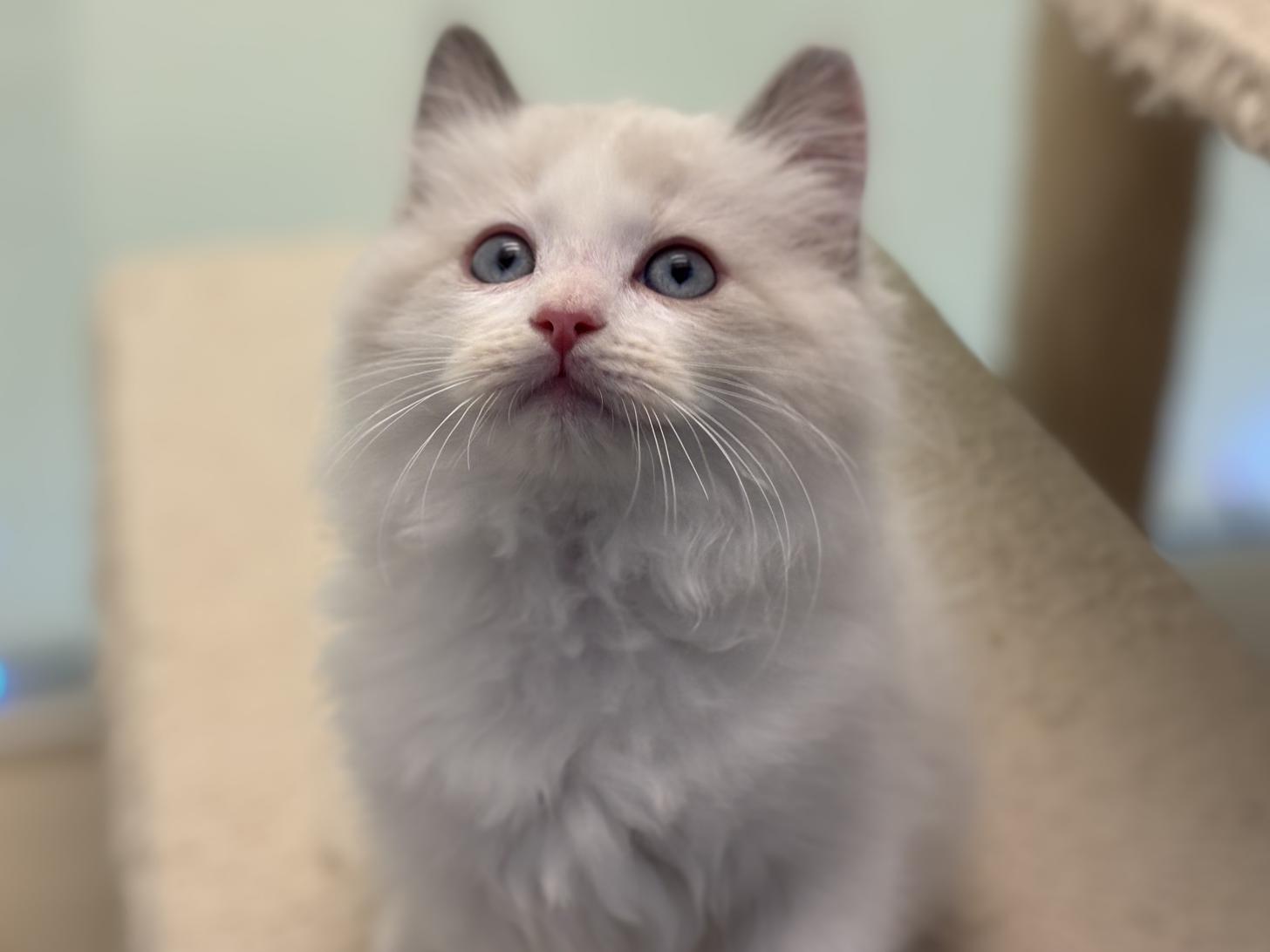 神奈川県のラグドール (Doggy Style 小田原店/2025年10月13日生まれ/男の子/ブルーポイントバイカラー)の子猫の1枚目の画像
