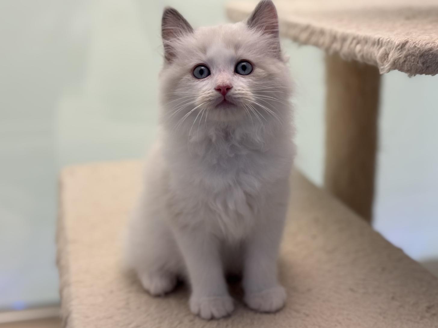 神奈川県のラグドール (Doggy Style 小田原店/2025年10月13日生まれ/男の子/ブルーポイントバイカラー)の子猫の2枚目の画像