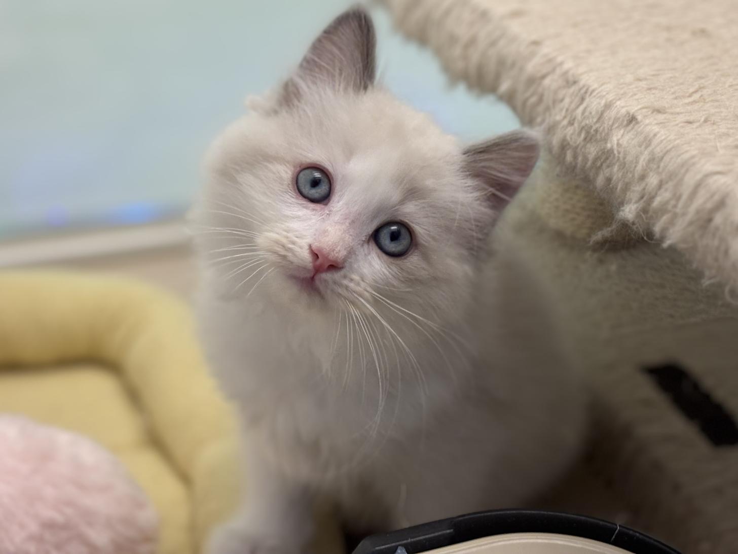 神奈川県のラグドール (Doggy Style 小田原店/2025年10月13日生まれ/男の子/ブルーポイントバイカラー)の子猫の3枚目の画像