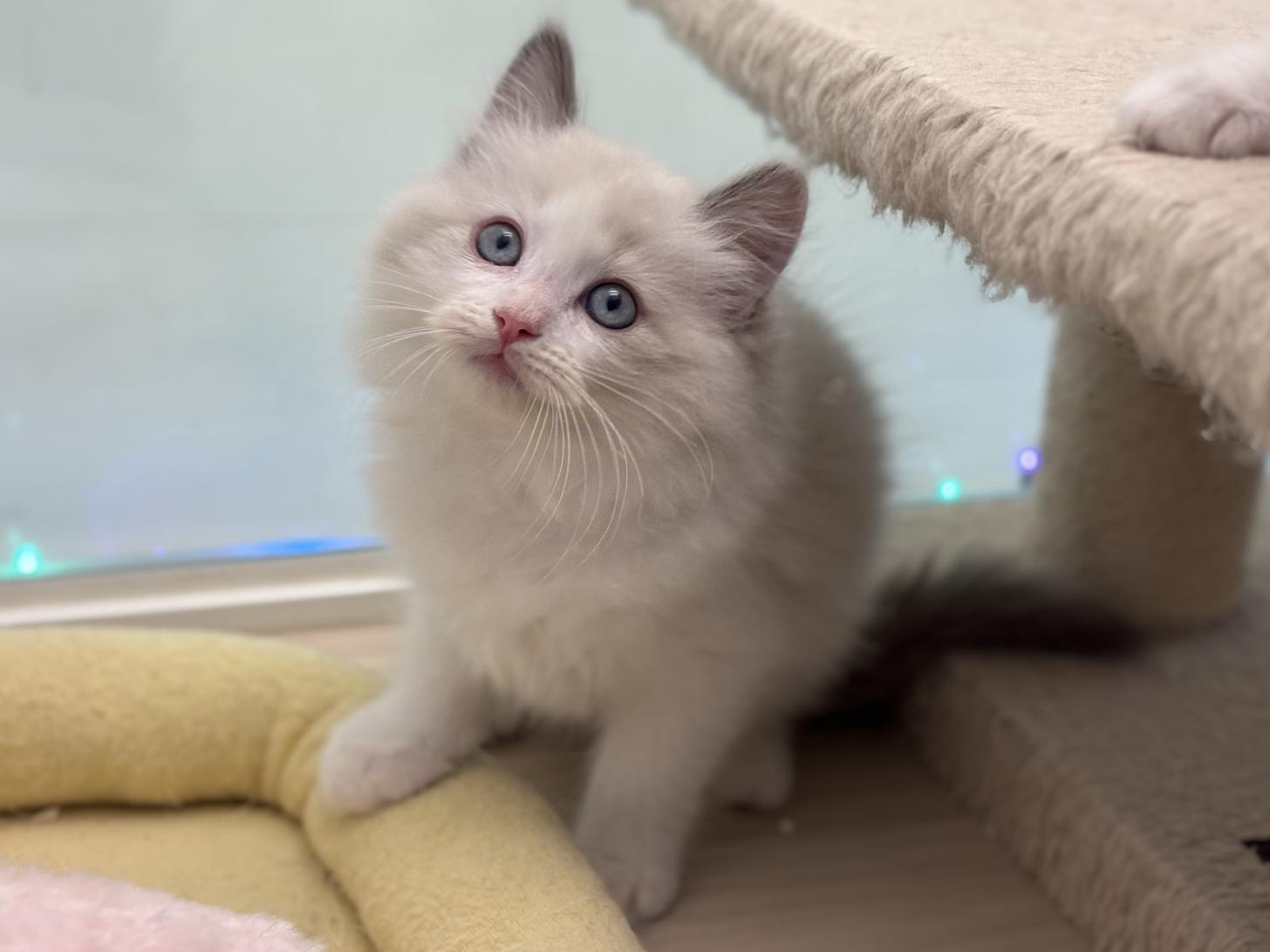 神奈川県のラグドール (Doggy Style 小田原店/2025年10月13日生まれ/男の子/ブルーポイントバイカラー)の子猫の4枚目の画像