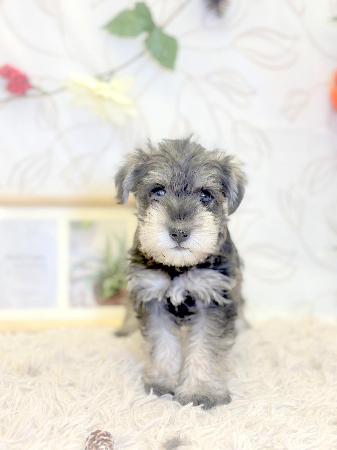 北海道のミニチュアシュナウザー (ラブワンコ平岸店/2025年9月14日生まれ/女の子/ソルトペッパー)の子犬