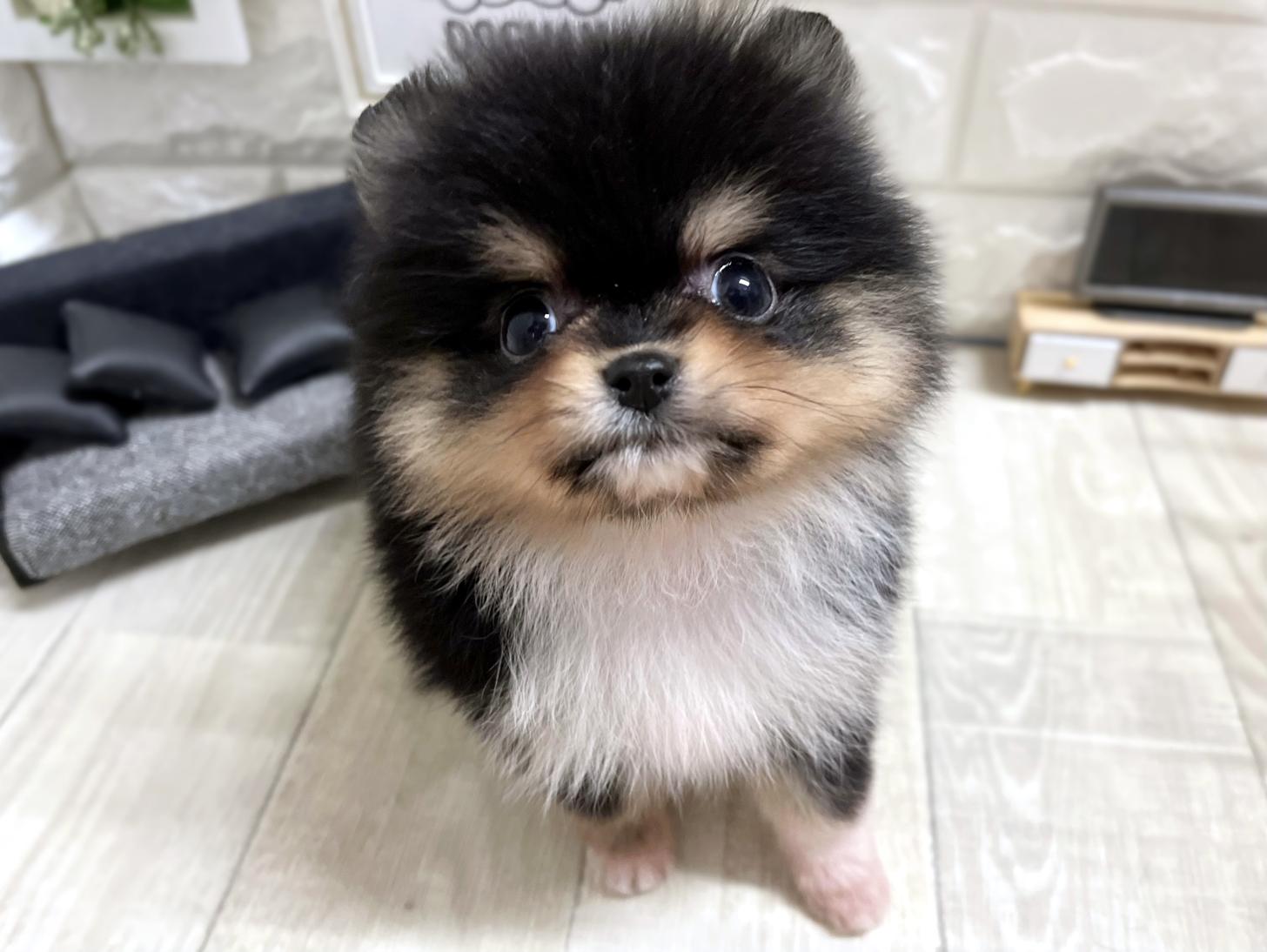 大阪府のポメラニアン (DOGMAN平野瓜破店/2026年1月10日生まれ/男の子/ブラックタンホワイト)の子犬の1枚目の画像