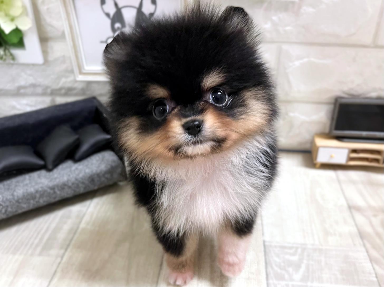 大阪府のポメラニアン (DOGMAN平野瓜破店/2026年1月10日生まれ/男の子/ブラックタンホワイト)の子犬の2枚目の画像