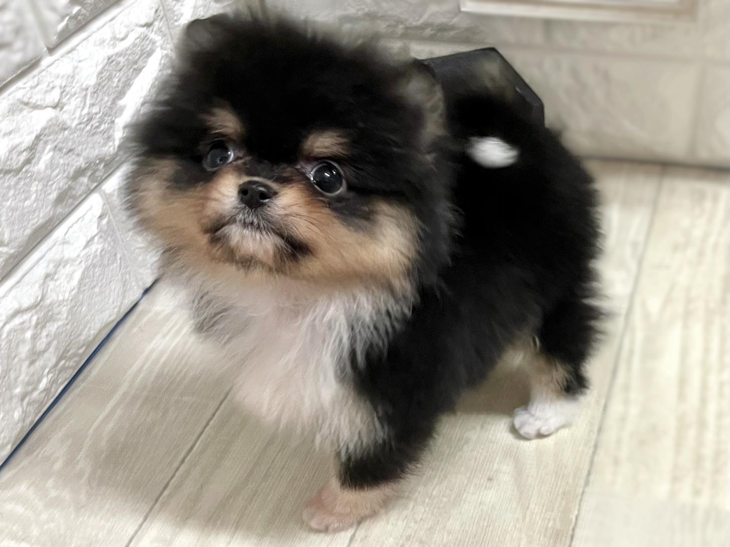大阪府のポメラニアン (DOGMAN平野瓜破店/2026年1月10日生まれ/男の子/ブラックタンホワイト)の子犬の3枚目の画像