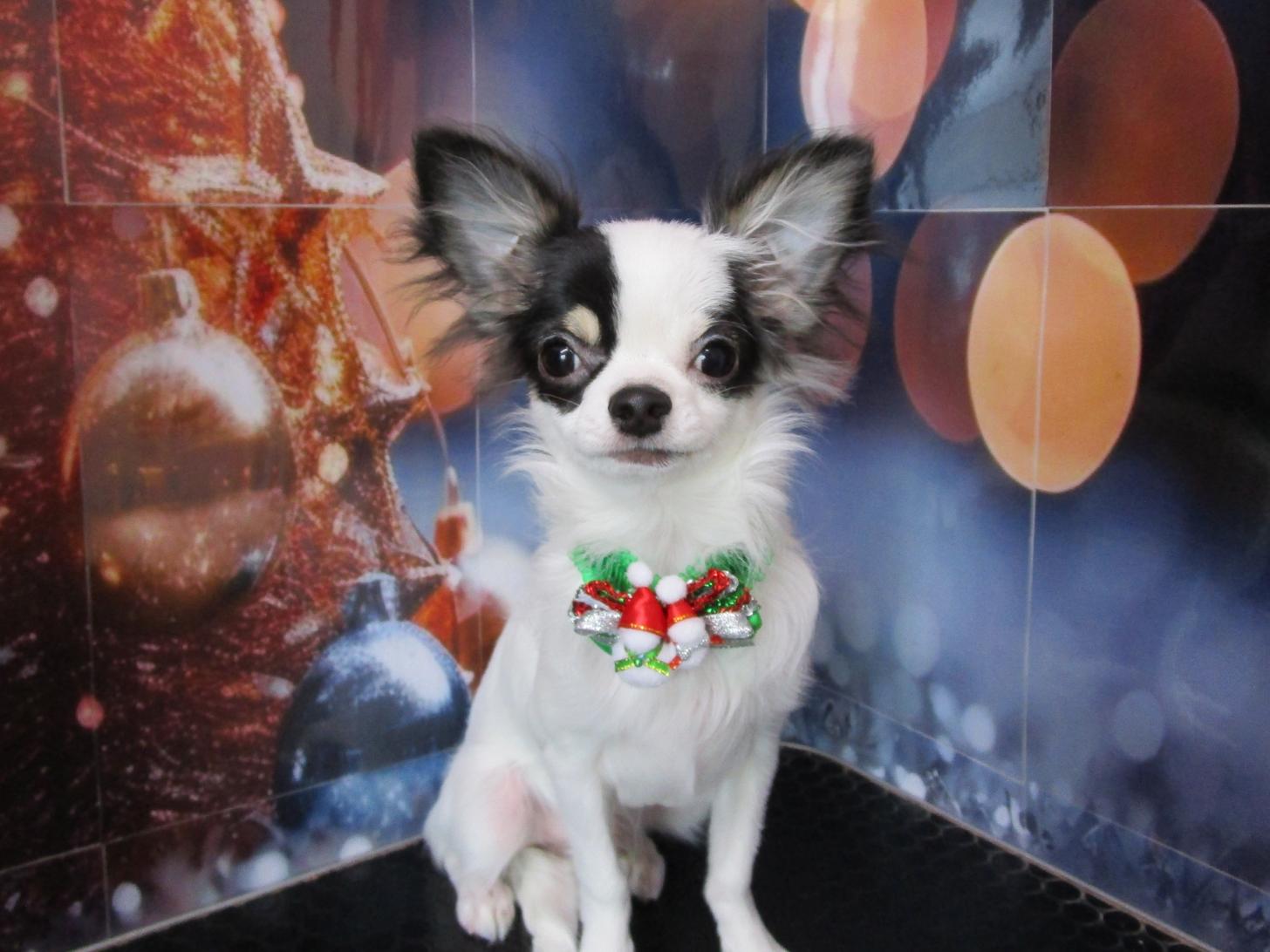 宮城県のチワワ(ロング) (ズーズーカンパニー 八乙女店/2025年7月18日生まれ/男の子/ホワイトブラックタン)の子犬の1枚目の画像