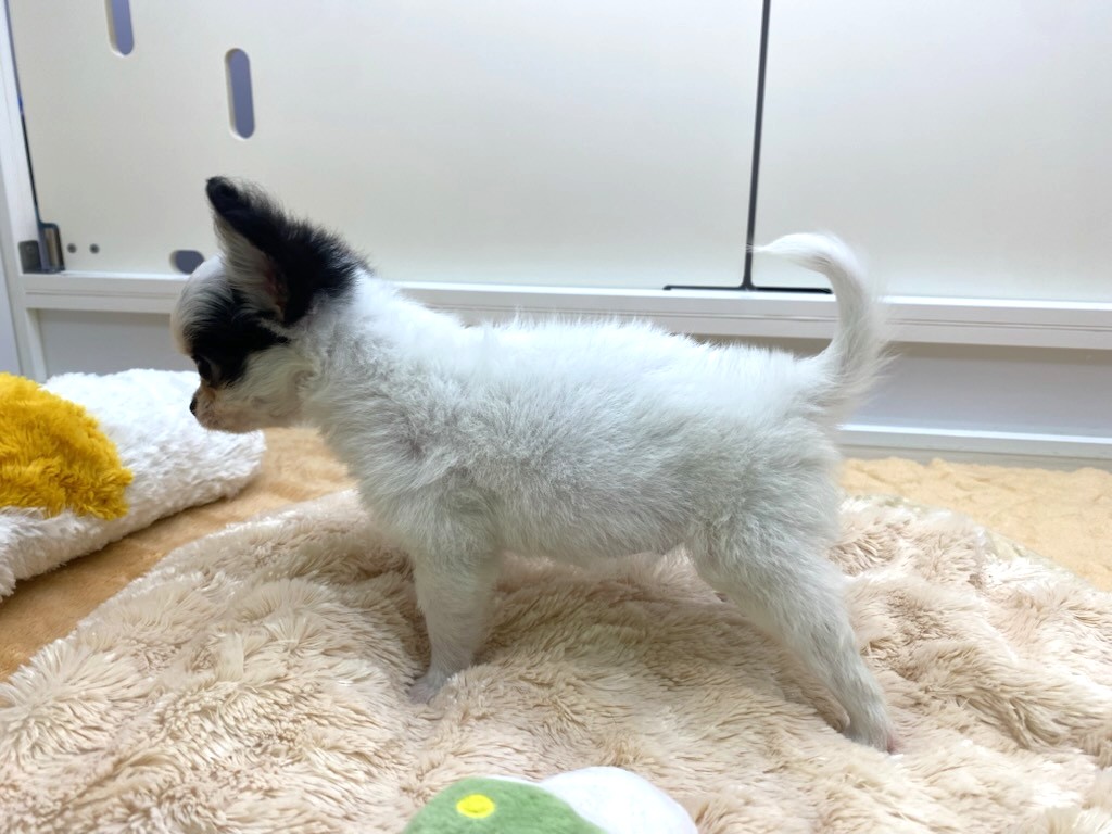 宮城県のチワワ(ロング) (ズーズーカンパニー 八乙女店/2025年7月18日生まれ/男の子/ホワイトブラックタン)の子犬の2枚目の画像