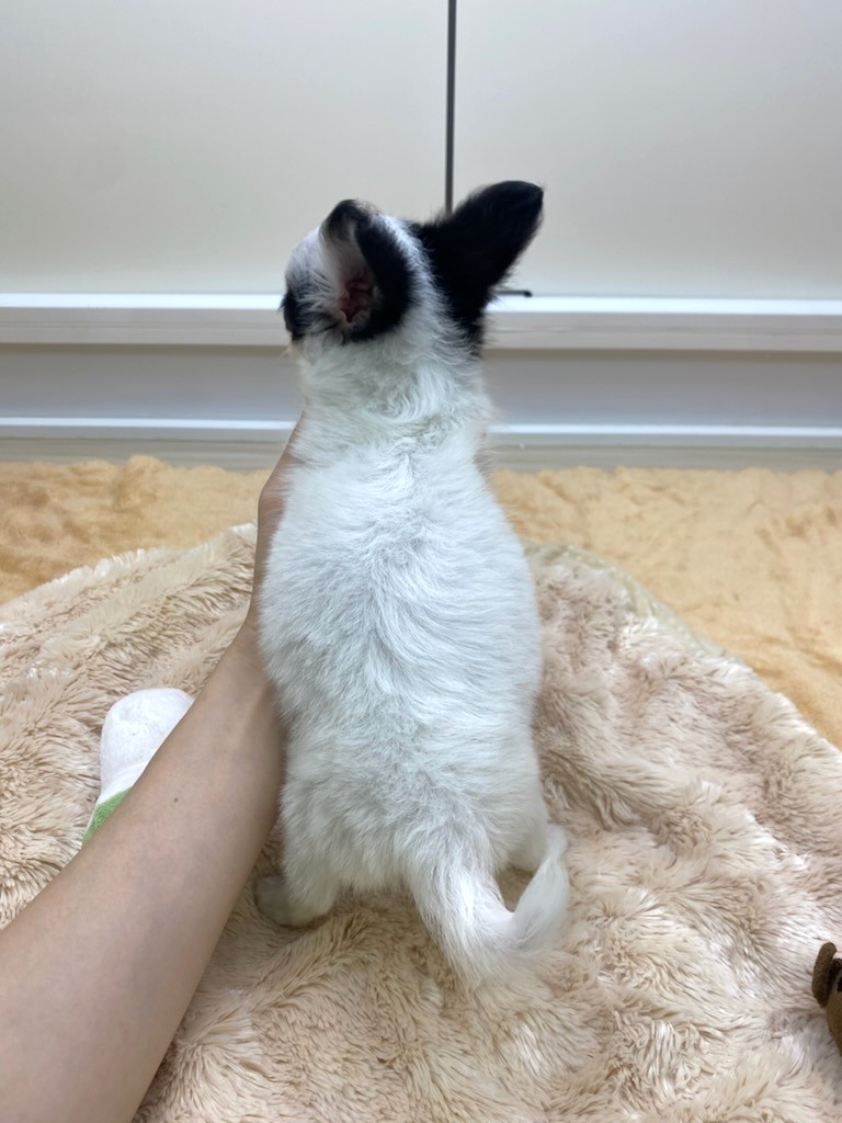 宮城県のチワワ(ロング) (ズーズーカンパニー 八乙女店/2025年7月18日生まれ/男の子/ホワイトブラックタン)の子犬の3枚目の画像