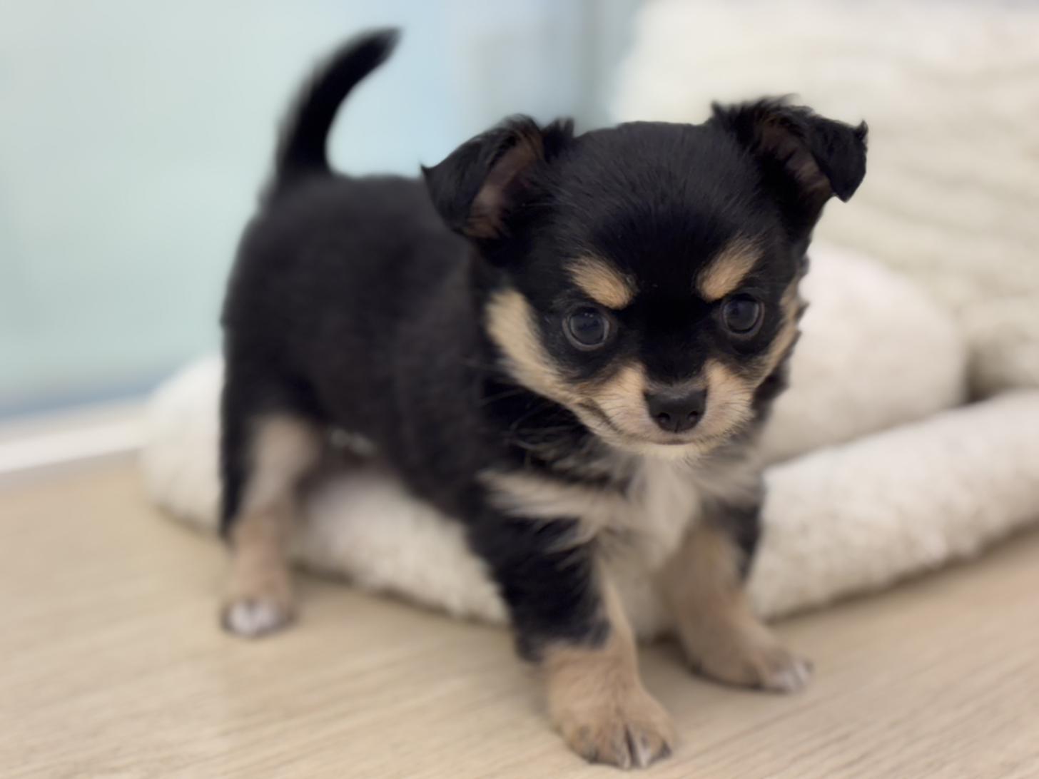 神奈川県のチワワ(ロング) (Doggy Style 小田原店/2025年4月24日生まれ/男の子/ブラックタンホワイト)の子犬の2枚目の画像