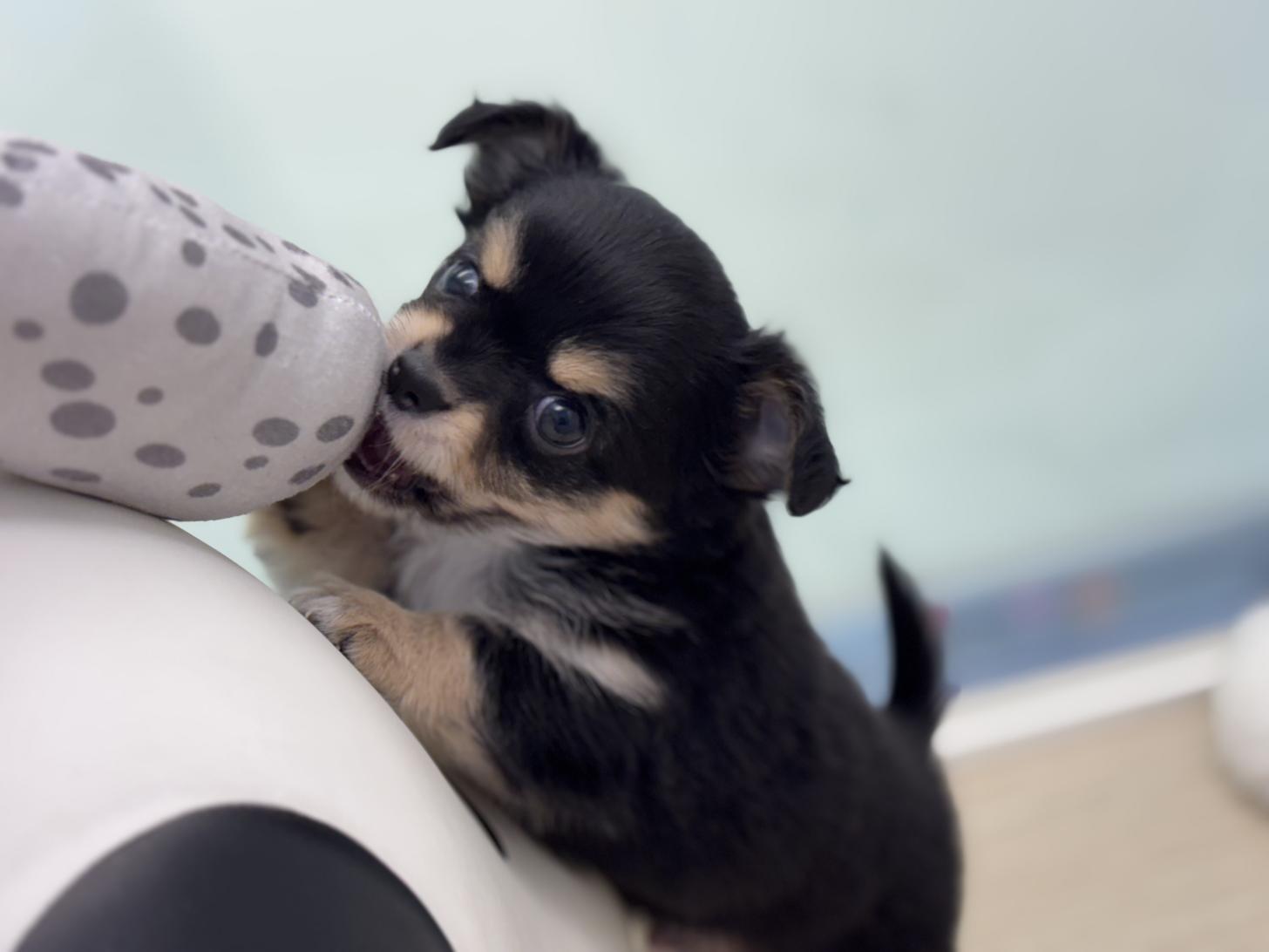 神奈川県のチワワ(ロング) (Doggy Style 小田原店/2025年4月24日生まれ/男の子/ブラックタンホワイト)の子犬の3枚目の画像