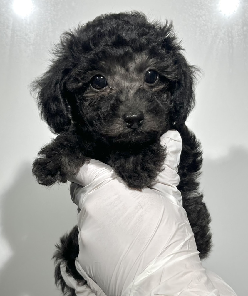 埼玉県のトイプードル(トイ) (ペッツスマイル南中野店/2025年9月23日生まれ/女の子/シルバー)の子犬の1枚目の画像