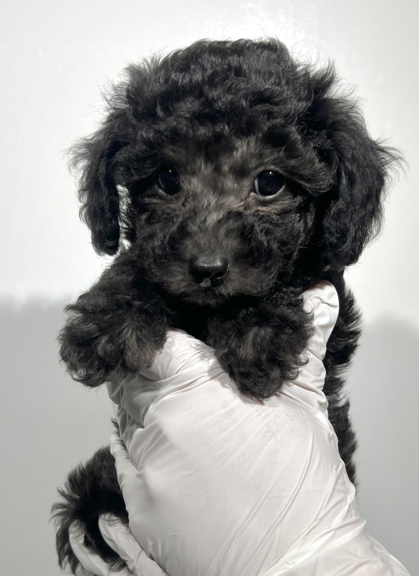 埼玉県のトイプードル(トイ) (ペッツスマイル南中野店/2025年9月23日生まれ/女の子/シルバー)の子犬の2枚目の画像