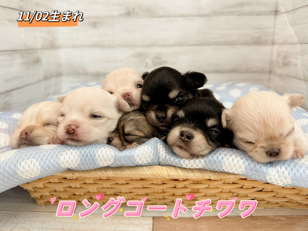 新潟県のチワワ(ロング) (竹内ペット 新潟西店/2025年11月2日生まれ/男の子/その他色)の子犬