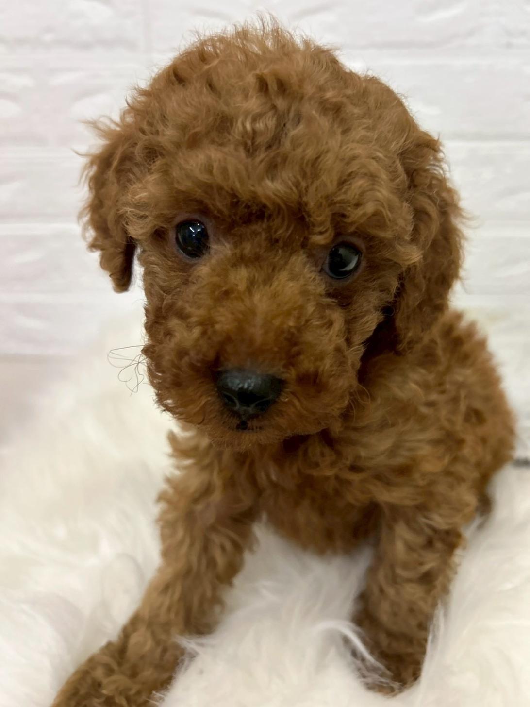 東京都のトイプードル(タイニー) (ペットショップcoco東京港区店/2026年1月11日生まれ/女の子/レッド)の子犬