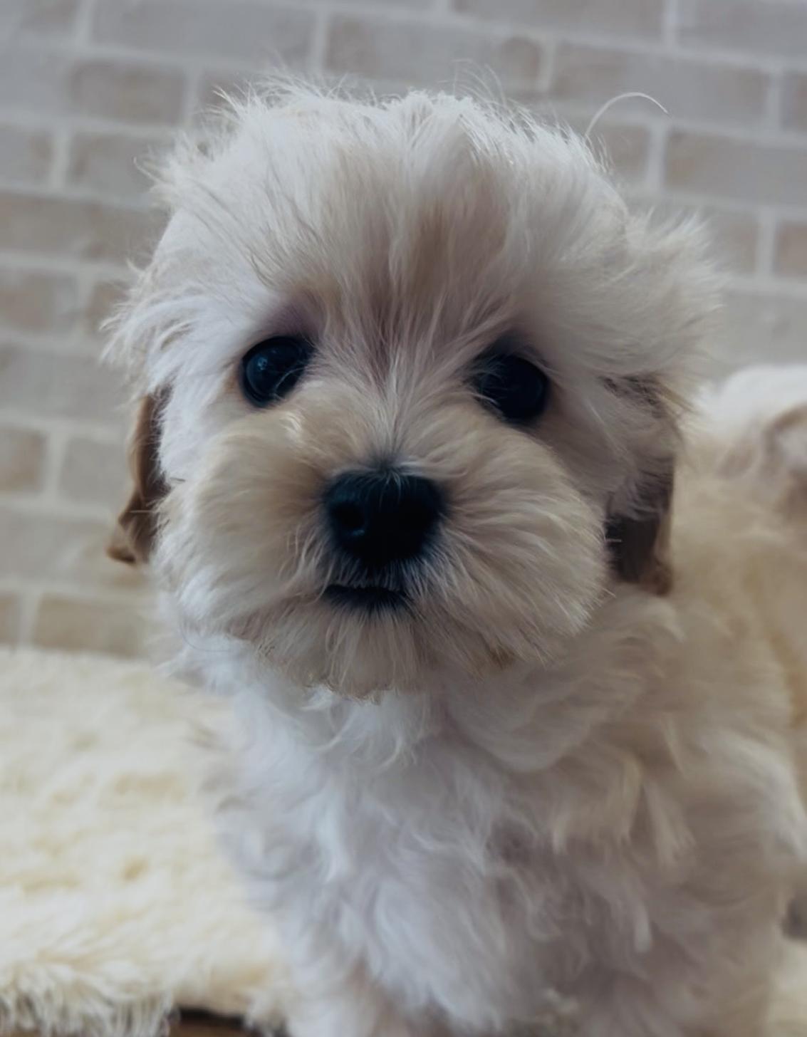 佐賀県のマルプー(マルチーズ×プードル) (スタードッグス新鳥栖店/2026年1月26日生まれ/男の子/アプリコット)の子犬