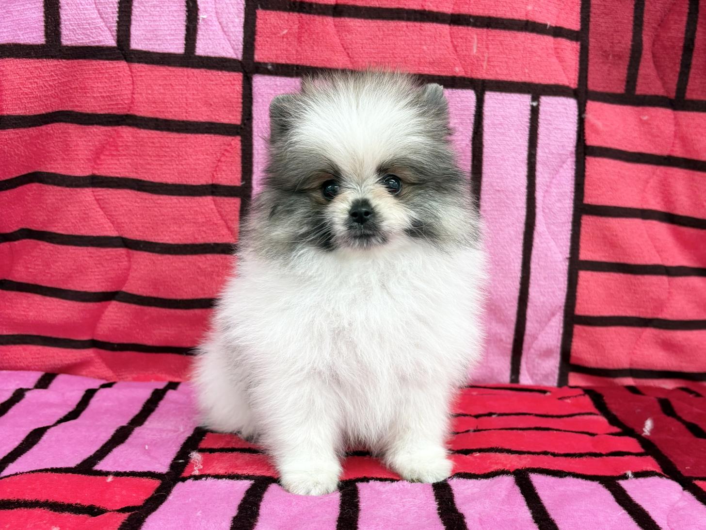 愛知県のポメラニアン (ハピースペット春日井アミーゴ店/2025年11月30日生まれ/男の子/パーティーカラー)の子犬の1枚目の画像