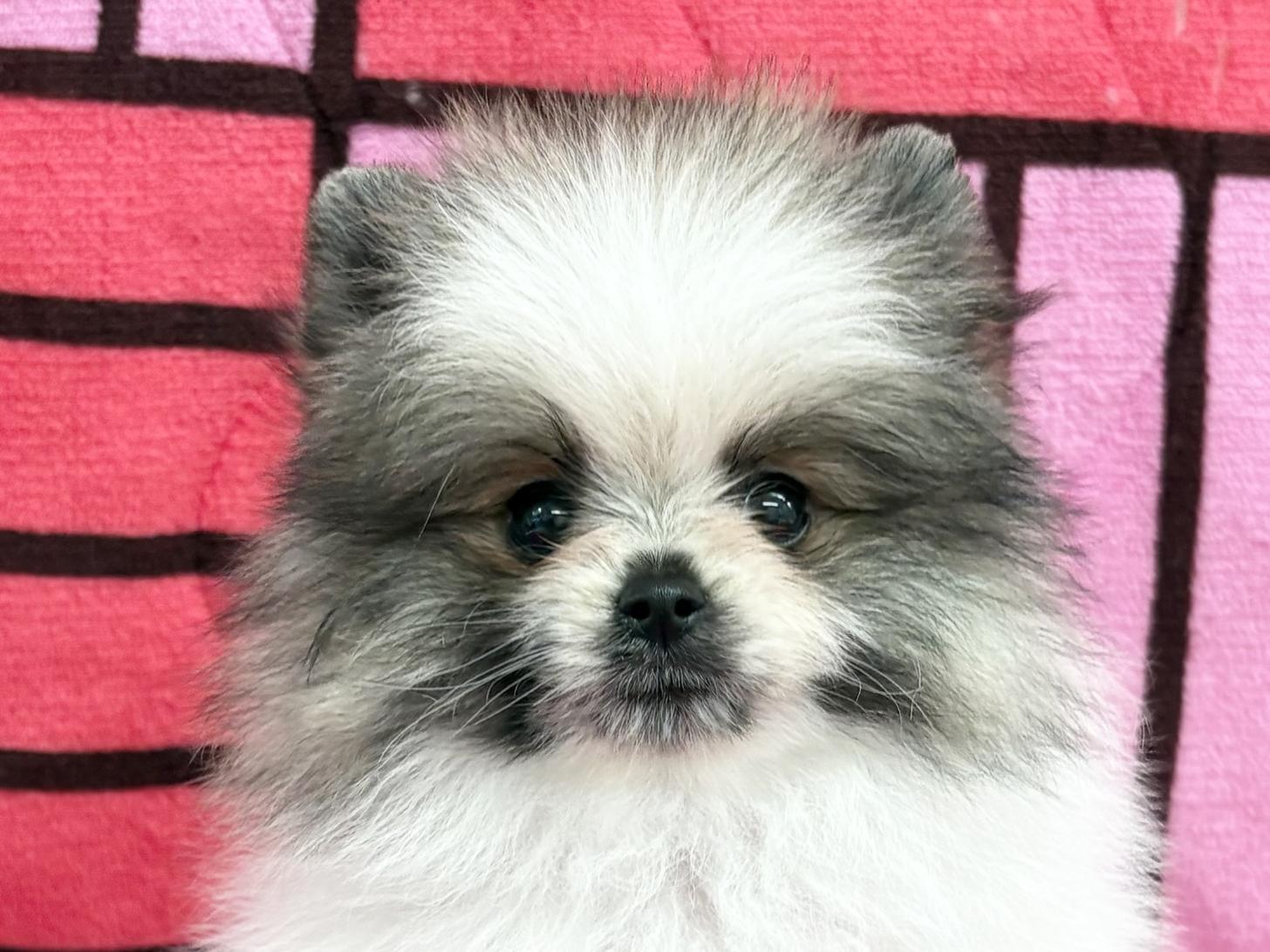 愛知県のポメラニアン (ハピースペット春日井アミーゴ店/2025年11月30日生まれ/男の子/パーティーカラー)の子犬の2枚目の画像