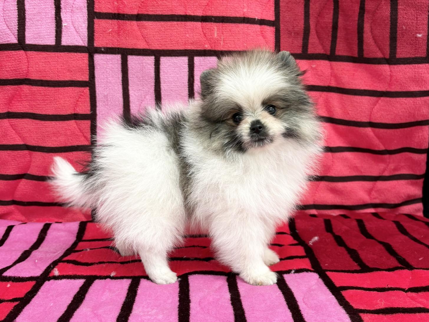 愛知県のポメラニアン (ハピースペット春日井アミーゴ店/2025年11月30日生まれ/男の子/パーティーカラー)の子犬の3枚目の画像