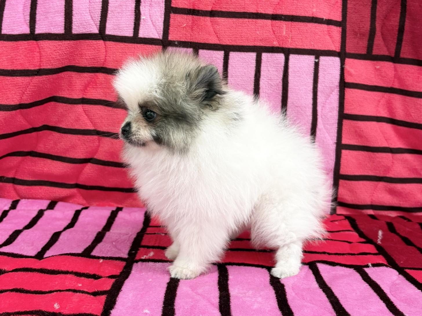 愛知県のポメラニアン (ハピースペット春日井アミーゴ店/2025年11月30日生まれ/男の子/パーティーカラー)の子犬の4枚目の画像
