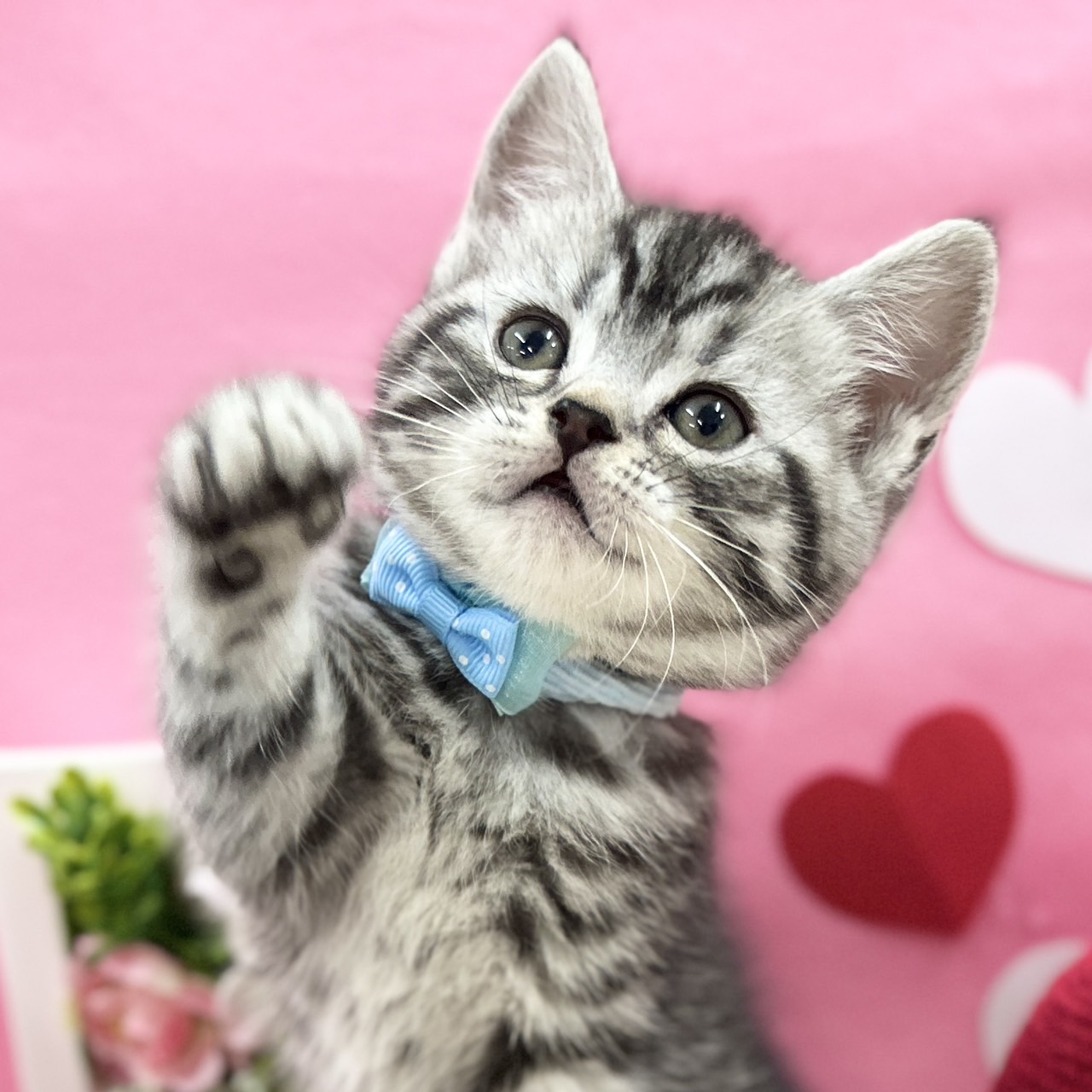 神奈川県のスコティッシュフォールド (にゃんこハウスPAW/2025年12月1日生まれ/男の子/シルバータビー)の子猫の1枚目の画像