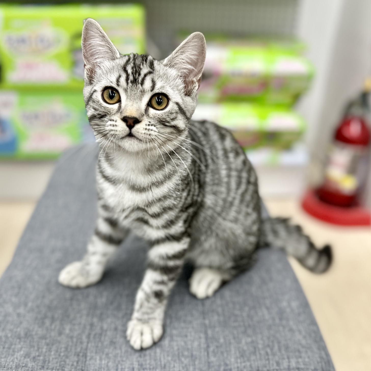 神奈川県のスコティッシュフォールド (にゃんこハウスPAW/2025年12月1日生まれ/男の子/シルバータビー)の子猫の1枚目の画像