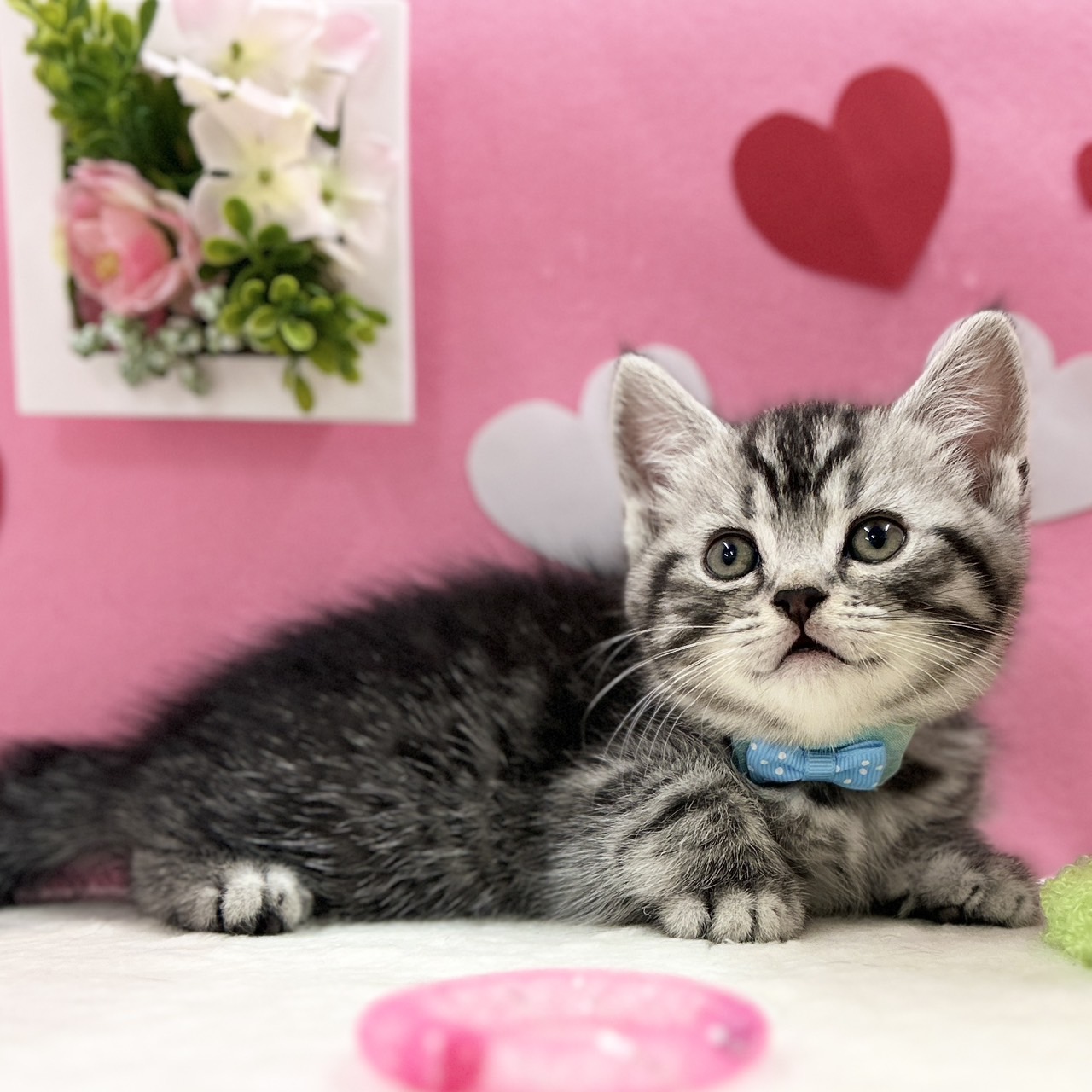 神奈川県のスコティッシュフォールド (にゃんこハウスPAW/2025年12月1日生まれ/男の子/シルバータビー)の子猫の2枚目の画像