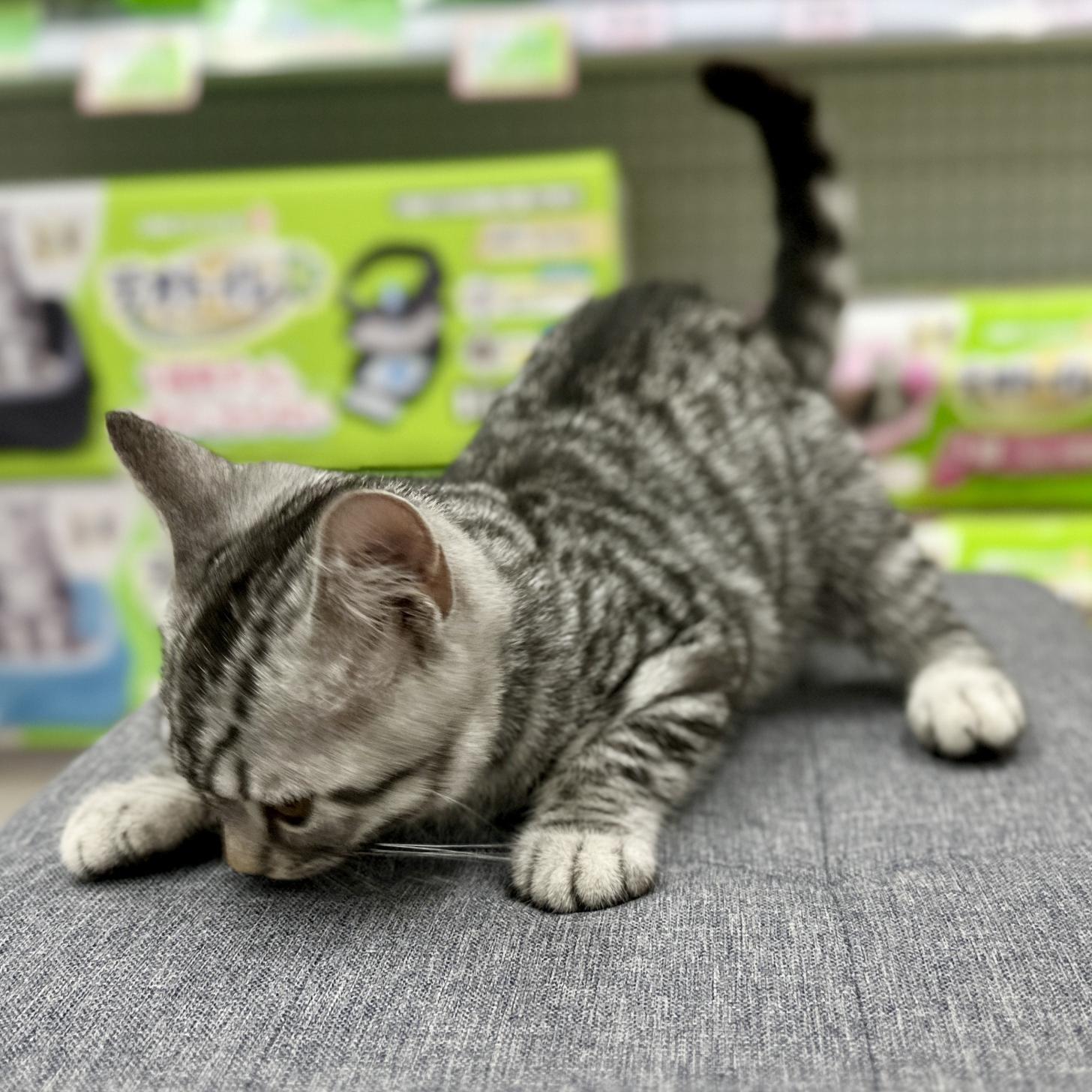 神奈川県のスコティッシュフォールド (にゃんこハウスPAW/2025年12月1日生まれ/男の子/シルバータビー)の子猫の2枚目の画像