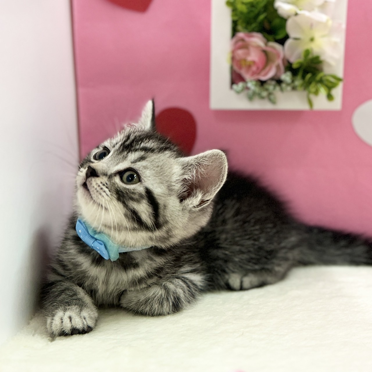 神奈川県のスコティッシュフォールド (にゃんこハウスPAW/2025年12月1日生まれ/男の子/シルバータビー)の子猫の3枚目の画像