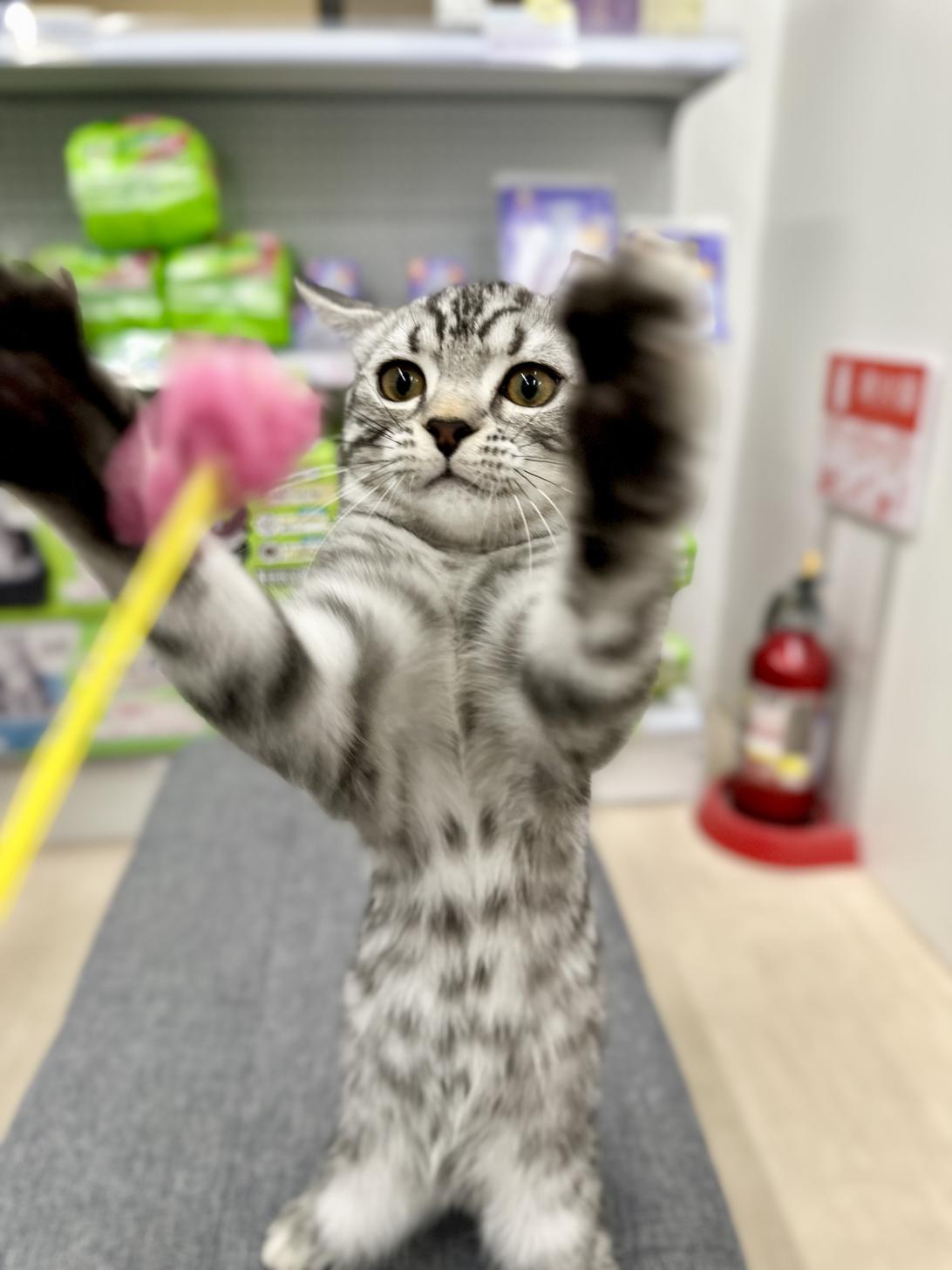 神奈川県のスコティッシュフォールド (にゃんこハウスPAW/2025年12月1日生まれ/男の子/シルバータビー)の子猫の3枚目の画像