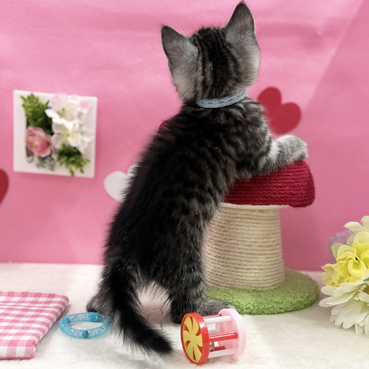 神奈川県のスコティッシュフォールド (にゃんこハウスPAW/2025年12月1日生まれ/男の子/シルバータビー)の子猫の4枚目の画像