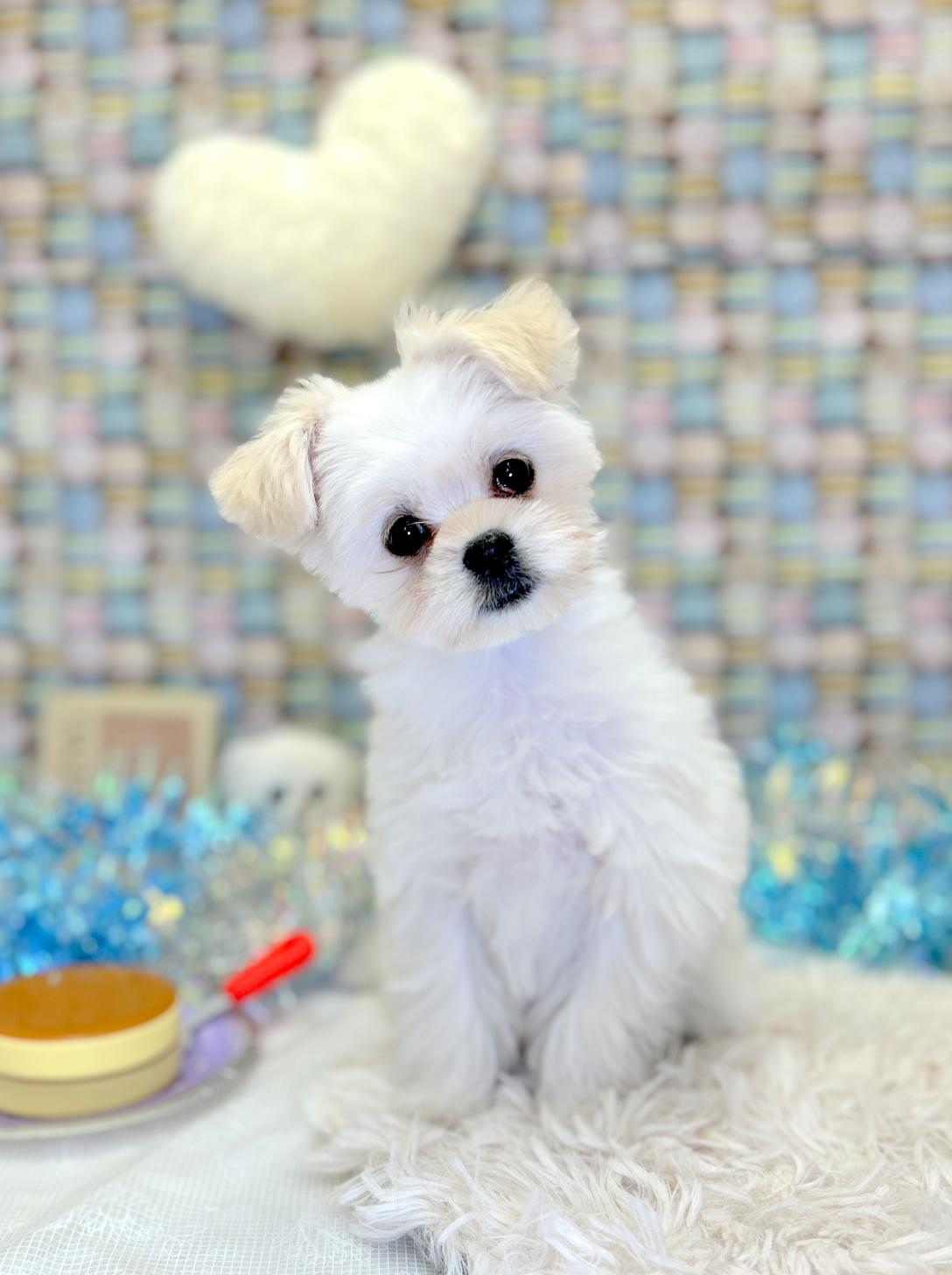 北海道のチワマル/マルチワ(チワワ×マルチーズ) (ラブワンコ平岸店/2025年12月9日生まれ/女の子/ホワイト)の子犬