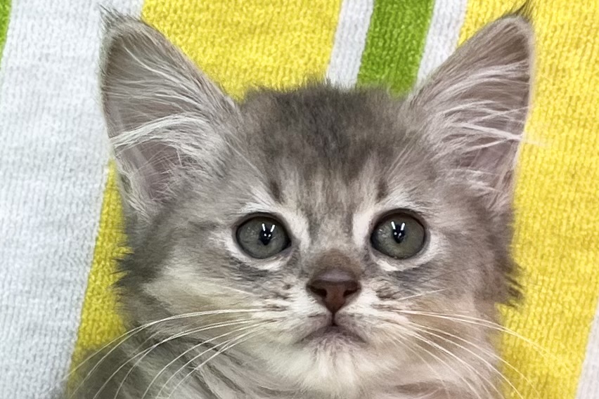 愛知県のソマリ (ハピースペット一宮三条アミーゴ店/2026年4月9日生まれ/女の子/ブルー)の子猫の2枚目の画像