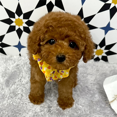 福岡県のタイニープードル (ぱぴぷぺっと福岡店/2025年5月12日生まれ/男の子/レッド)の子犬の1枚目の画像