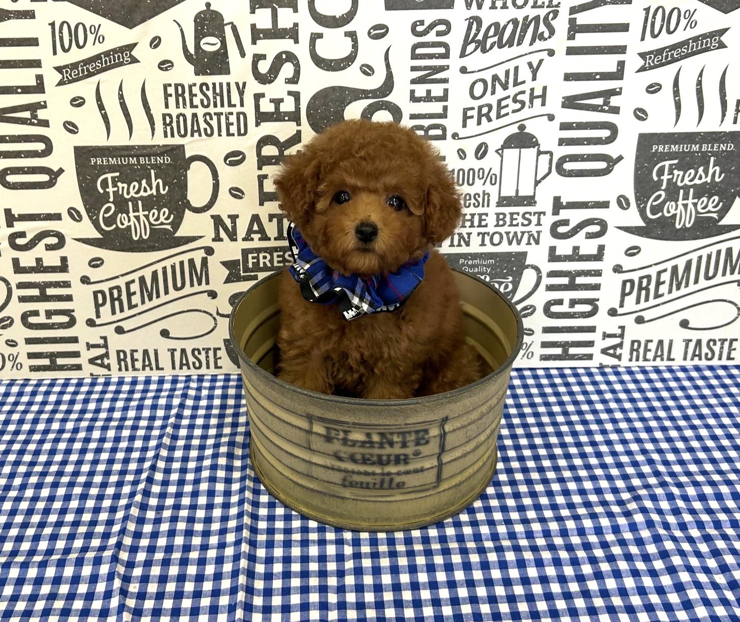 福岡県のタイニープードル (ぱぴぷぺっと福岡店/2025年5月12日生まれ/男の子/レッド)の子犬の1枚目の画像