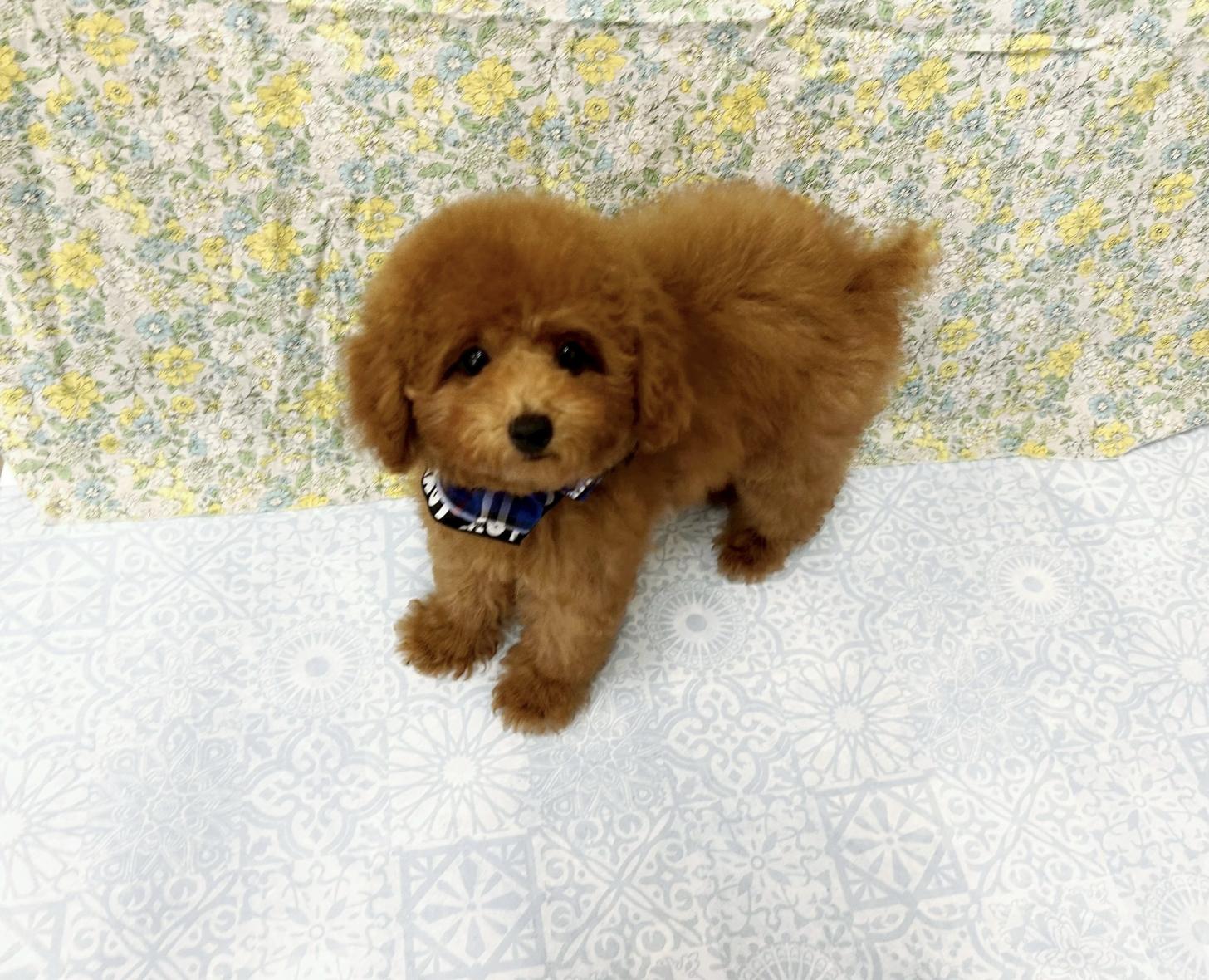 福岡県のタイニープードル (ぱぴぷぺっと福岡店/2025年5月12日生まれ/男の子/レッド)の子犬の1枚目の画像