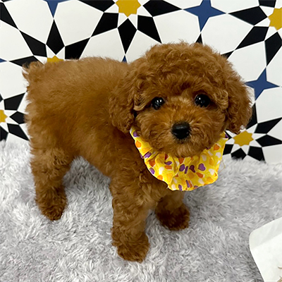 福岡県のタイニープードル (ぱぴぷぺっと福岡店/2025年5月12日生まれ/男の子/レッド)の子犬の2枚目の画像