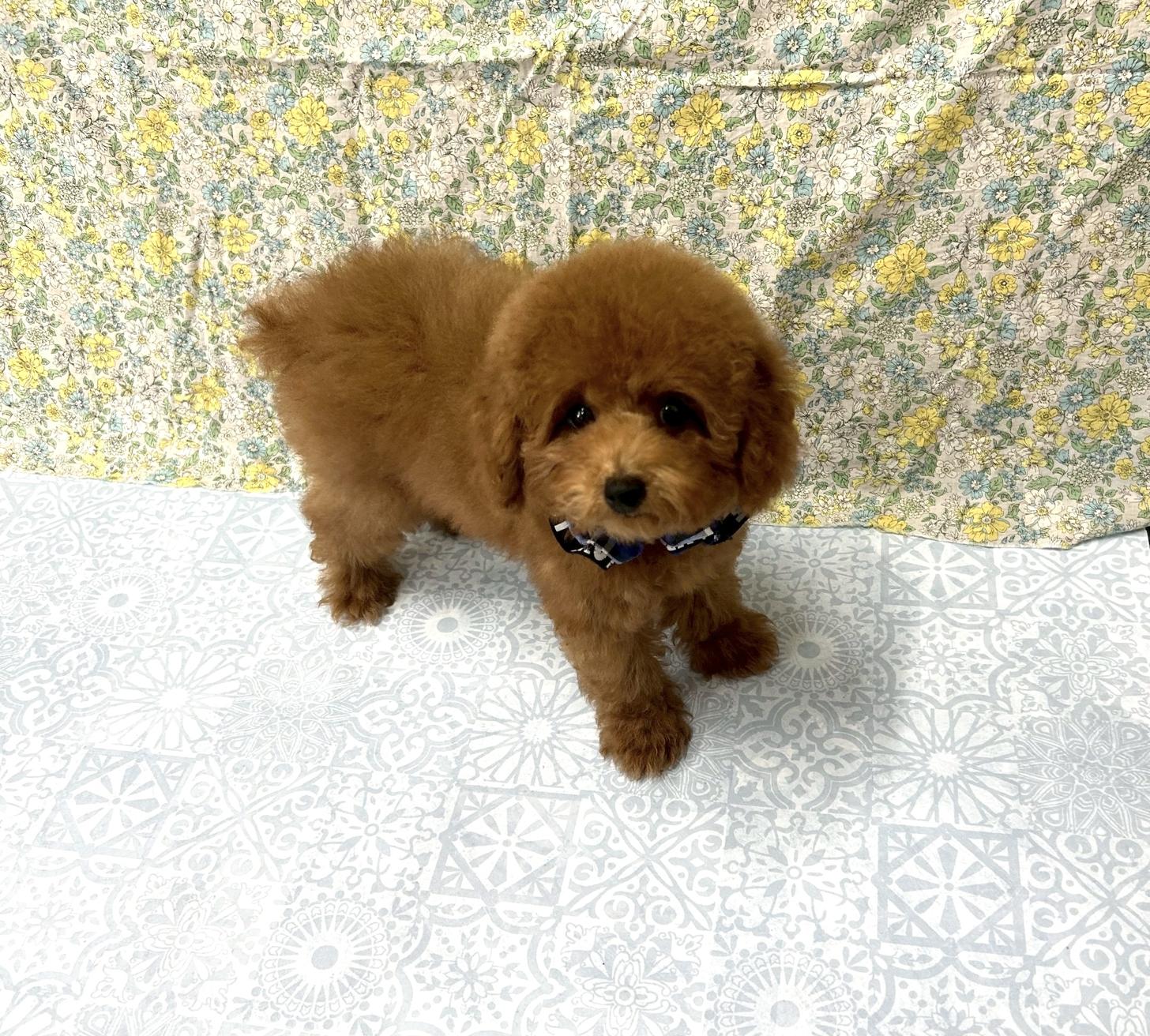 福岡県のタイニープードル (ぱぴぷぺっと福岡店/2025年5月12日生まれ/男の子/レッド)の子犬の2枚目の画像