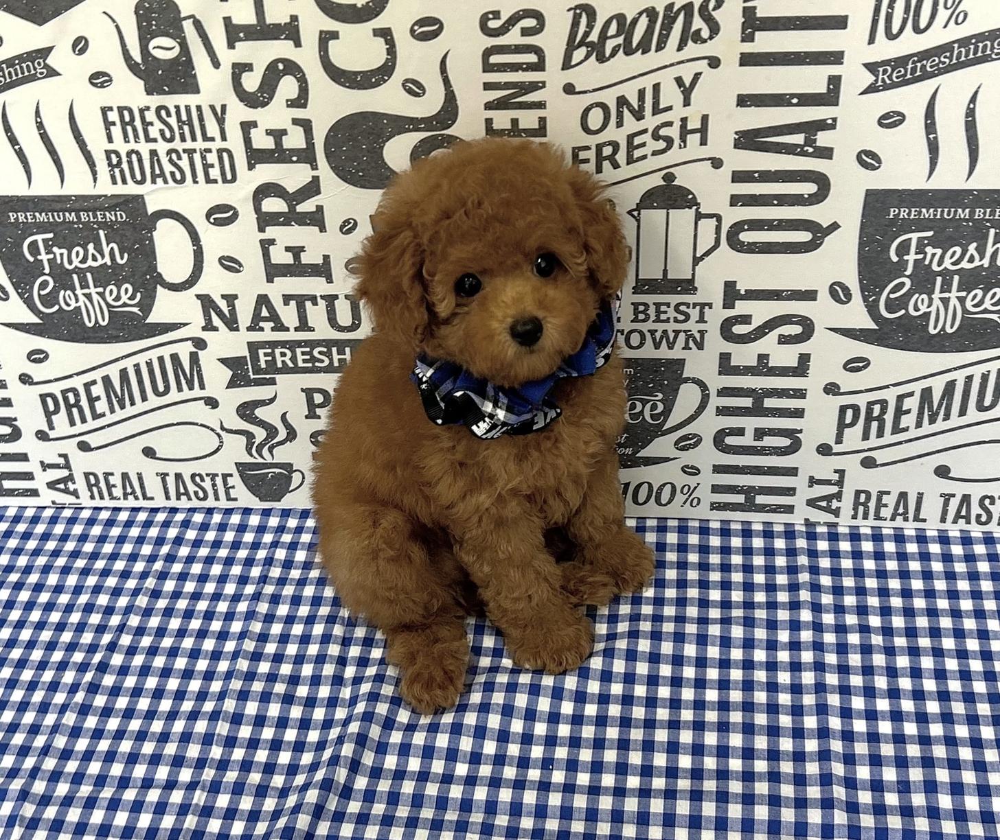 福岡県のタイニープードル (ぱぴぷぺっと福岡店/2025年5月12日生まれ/男の子/レッド)の子犬の3枚目の画像