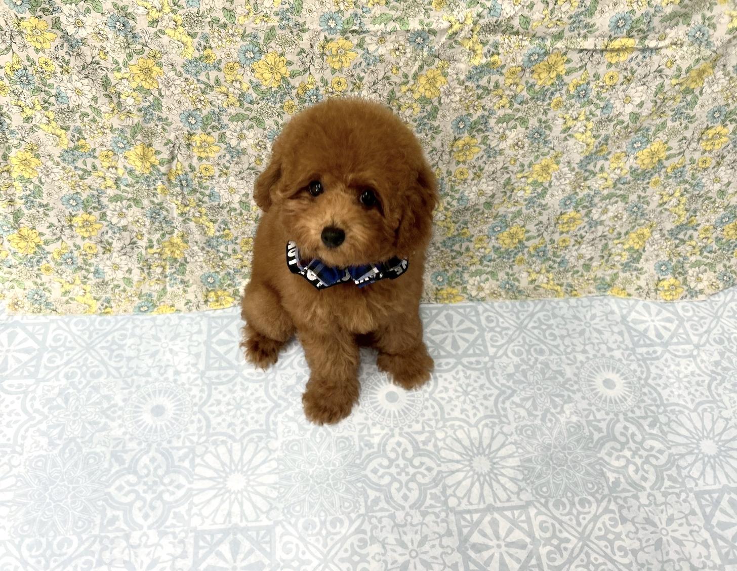 福岡県のタイニープードル (ぱぴぷぺっと福岡店/2025年5月12日生まれ/男の子/レッド)の子犬の3枚目の画像